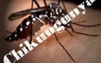 Chikungunya: près de 875.000 cas dans les Caraïbes et les Amériques