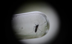 Chikungunya : un nourrisson de 8 jours et un octogénaire sont décédés