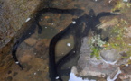 Ces anguilles sacrifiées aux mauvais aménagements des rivières