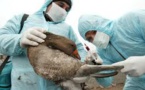 La France vulnérable face au retour de la grippe aviaire en Europe
