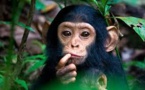 Les chimpanzés ne sont pas des personnes, tranche une cour new-yorkaise
