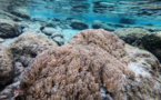 Un corail assassin menace récifs vénézuéliens et, au-delà, les Caraibes
