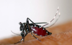 La "saison" du moustique tigre bientôt ouverte dans l'Hexagone