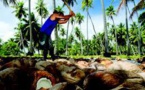 La noix de coco, principal revenu dans les atolls polynésiens