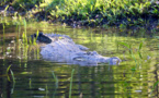 Les restes d'un Australien disparu retrouvés dans deux crocodiles