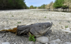 Sécheresse: beaucoup plus de départements concernés par des restrictions cette année