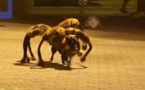 Du chien-araignée aux "premiers baisers", les vidéos les plus virales de YouTube dans le monde