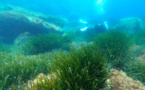 De l'urgence de protéger les posidonies, "forêts bleues" de la Méditerranée