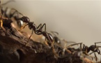 Des fourmis orientées à gauche