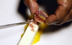 Citron caviar: fruit indigène d’Australie sur les grandes tables du monde