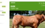 Avec "trouverlebontaureau.com", les vaches ont enfin leur Meetic