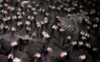 Grippe aviaire: des vaccins "très efficaces" sur les canards