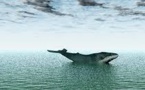 Le Japon va conduire prochainement des recherches sur les baleines dans l'Antarctique, mais sans les chasser