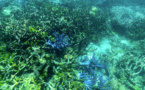 Grande barrière de corail: l'Australie investit pour la préservation, l'Unesco satisfaite