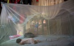 Recul de l'épidémie de chikungunya en Polynésie