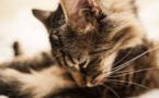 Russie: un chat a sauvé la vie d'un bébé abandonné près d'un vide-ordures