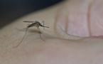 Premier cas de dengue recensé depuis deux ans