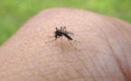 Chikungunya : l'épidémie progresse aux Marquises et aux Australes