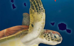 Te Mana o te Moana réédite en tahitien son livret sur les tortues marines