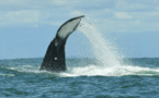 Colombie: rare vidéo d'une tétée de baleineau