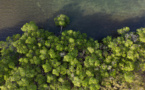 Au secours de la mangrove, dernier rempart écologique de la Guadeloupe