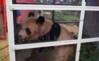 Le panda star Yuan Meng quitte Beauval sous les applaudissements