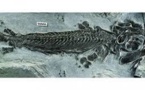 En Russie, identification d'un reptile marin vieux de 70 millions d'années