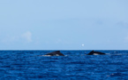 Moins de baleines dans les années à venir ?