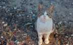A Chypre, les chats recevront un traitement contre le Covid
