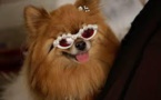 Fashion Week: les animaux de compagnie ont aussi leurs défilés