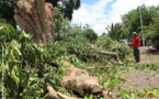 Elagage préventif dans les rues de Papeete