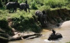 Indonésie: des "éco-guerriers" à dos d'éléphants pour protéger forêts et espèces en danger