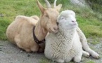 Pour les Chinois, l'année de la Chèvre est aussi celle... du Mouton