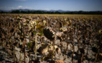 Températures record attendues dans une France qui suffoque