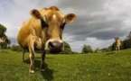 Climat: les vaches continueront de roter et de peter, alors que faire ?