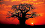 Le secret de vieillesse des baobabs expliqué par leur cavité