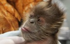 Un riche couple d'Indiens décide de léguer toute sa fortune à son singe