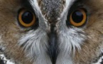 Un mystérieux hibou terrorise une ville néerlandaise