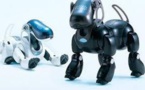 Au Japon, les chiens robots Aibo, compagnons à vie
