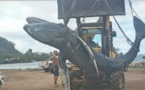 Un baleineau retrouvé à Moorea