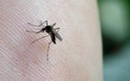 Chikungunya : veille sanitaire allégée mais pas encore de fin d'épidémie