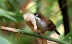 Birmanie: redécouverte d'un oiseau que l'on croyait disparu