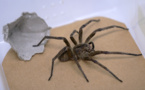 Au Brésil, une araignée venimeuse au secours des problèmes d'érection