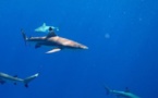 Un bébé mordu par un requin aux Tuamotu