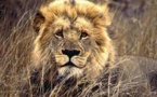 Le lion fait son retour au Gabon
