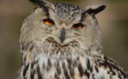 Un hibou qui terrorisait une ville des Pays-Bas enfin capturé