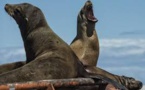 Opération de sauvetage en Californie pour près de 2.000 lions de mer affamés