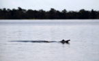 Sécheresse en Amazonie: 10% des dauphins d'un lac décimés au Brésil