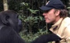 Au Gabon, quand les gorilles cohabitent avec l'Homme