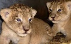 Deux bébés lions abandonnés devant un parc animalier en Seine-et-Marne